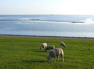 Haus Halligblick, Ferienwohnungen am Wattenmeer, Whg Langenneß - Dagebüll - 1