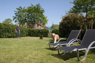 Austernfischer - Westermarkelsdorf - 4