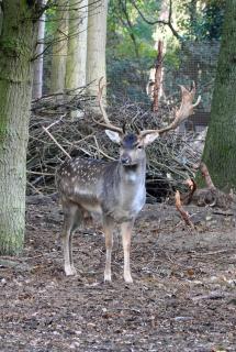 Waldgasthof Röckers-Ferienwohnung Hahnenkrai - Meppen - 8