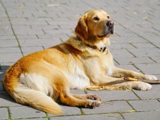 Libelle - Colmberg - 1