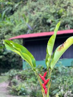 Río Verde Ecolodge - 5