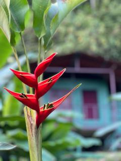 Río Verde Ecolodge - Puerto Jiménez - 0