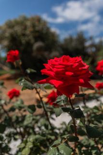 The Beach House - Hersonissos - 5