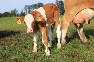 Heissenhof Urlaub auf dem Bauernhof - 4