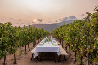 Domaine de Peretti della Rocca - Figari - 8