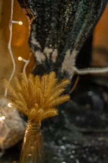 Paarli Dhara capsules - 5