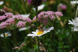 Arnica 1 - La Punt-Chamues-ch - 4