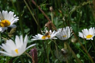 Arnica 4 - La Punt-Chamues-ch - 3