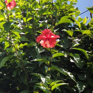 Long Bay, Rosehill View Garden - Port Antonio - 9
