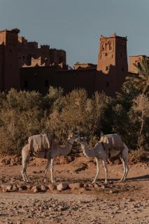 bed&breakfast - Merzouga - 4