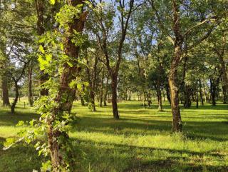 Le Mas des Laurels - 8