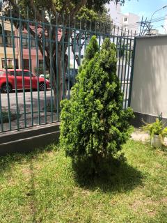 Acacias - Lima - 8