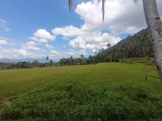 Kacu Bali - Munduk - 2