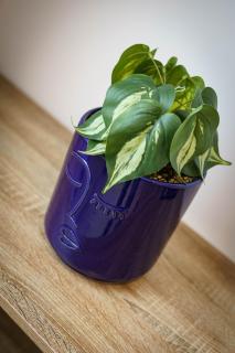 Le petit joyau de Voltaire - 7