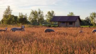 Luxury Safari Tent near Veluwe - Klarenbeek - 0