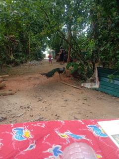 White House - Unawatuna - 8