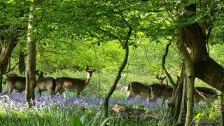 Wyldewood Retreat - Luxury Glamping with Wild Spa - Herstmonceux - 8