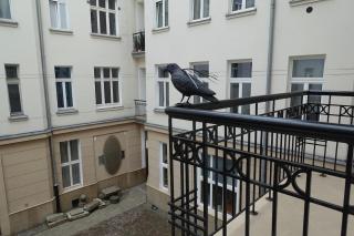 Apartment - City Center! - Warschau - 9