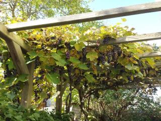 Villa Bismarckshöhe Wohnung Clara - Ahlbeck - 2