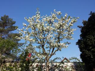 Villa Bismarckshöhe Wohnung Clara - Ahlbeck - 3