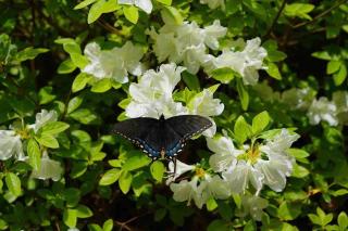 Cabin By The Falls - 7