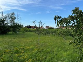 Entre Vignes et Verger - Scherwiller - 1