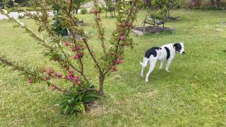 190b Midgley Rd mangonui - Mangonui - 1