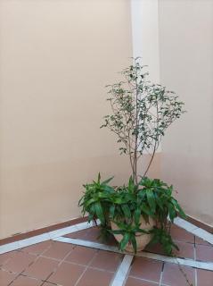Apartamento de Lux Sevilla Este - Sevilla - 3