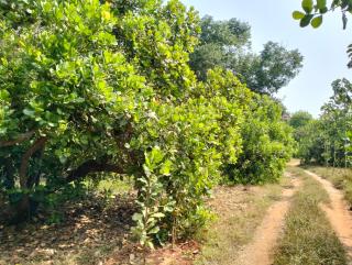 Ashoksfarm - Auroville - 1