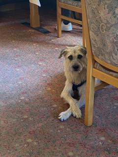 Hotel & Gasthof Hubertushöhe - Ihr Hotel für Urlaub mit Hund - Schmallenberg - 9