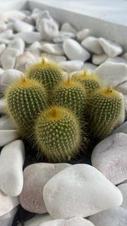 Paradisus guest house - 5