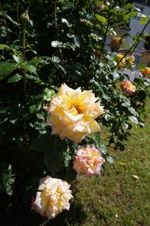 Ferienhaus Hundertmorgenfeld Wo2 - Wernigerode - 3