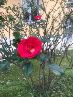 Milano MISSORI Rose garden view - Milan - 4