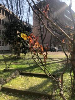 Milano MISSORI Rose garden view - Milan - 5