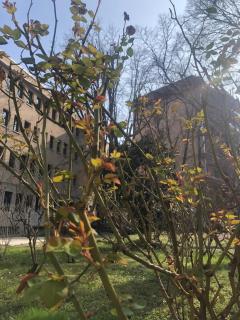 Milano MISSORI Rose garden view - Milan - 7
