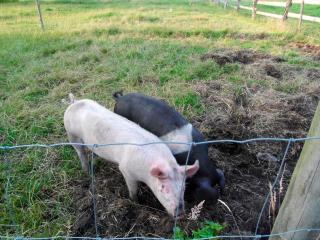 Ferienhof Ralf Becker Nr1 - Westfehmarn - 2