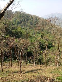 Chemparathy Dream Stay - Periya - 4