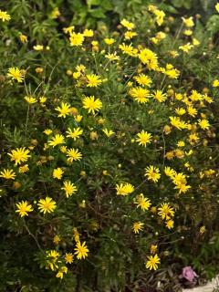 Olivescape- Charming & Cozy Wooden Cabin - 2