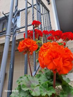 Camelia's Unterkunft - 0