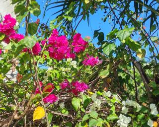 Camotes Harmony - Camotes Islands - 2