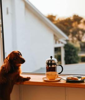 The Coach House Waterfront dog friendly - Victor Harbor - 9