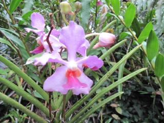 Chalet tropical vue mer - 6