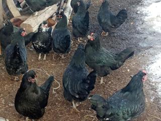 Kausar guest house - 2