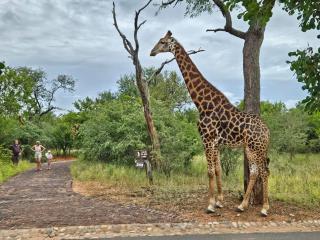 Call of the Wild Lodge - Hoedspruit - 8