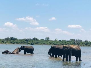 Diamond Walawa Safari Resort - 1