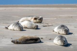 14 Seeseite - Borkum - 7