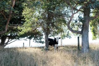 A cabin with a big view, comfort and tranquility, close to vines - Martinborough - 6