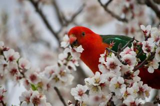 Tullys Hut - Walk to Hikes & Dog Friendly Adventures! - Wentworth Falls - 6