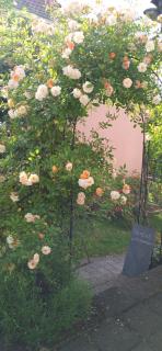 Ferienwohnung Sommer - 9