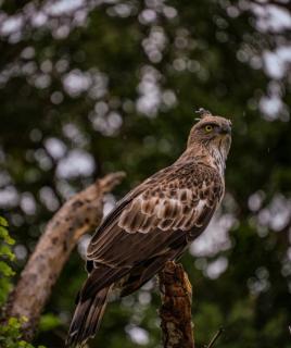Yala Expeditions - 2